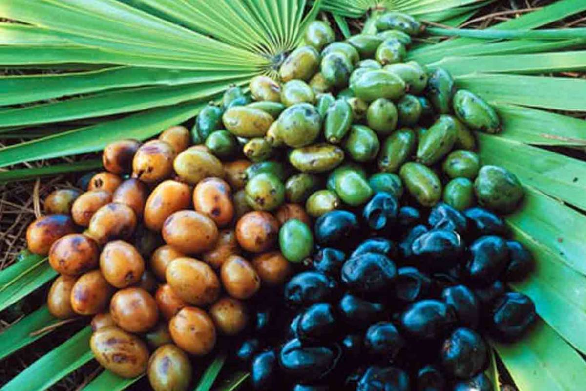 Saw Palmetto (Cọ lùn)